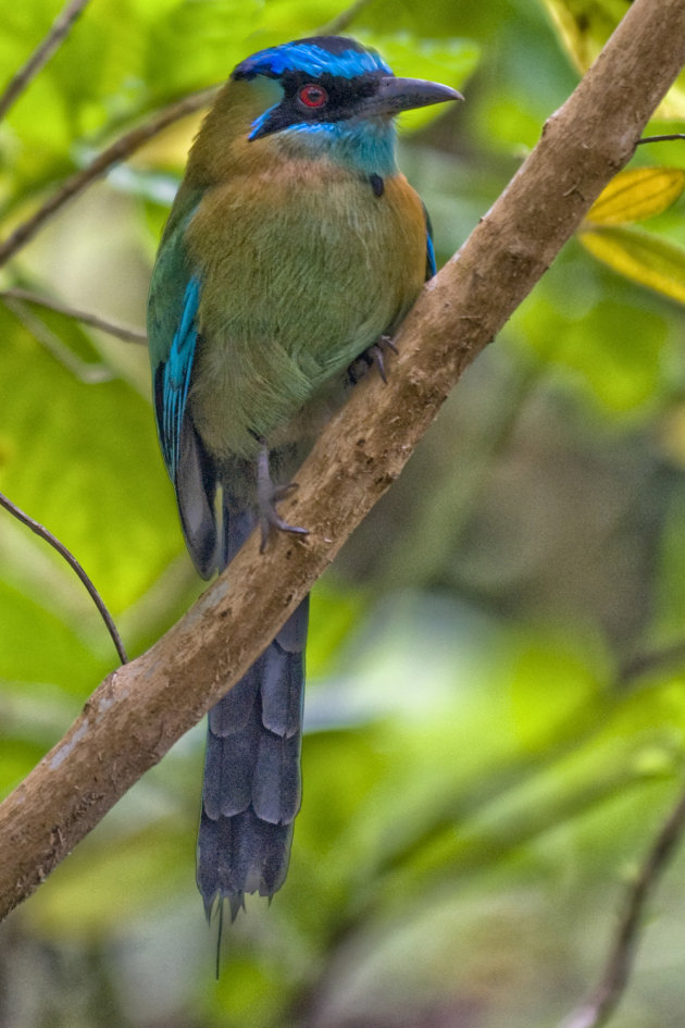 Blauwkapmotmot