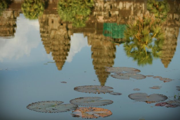 Lelie Angkor