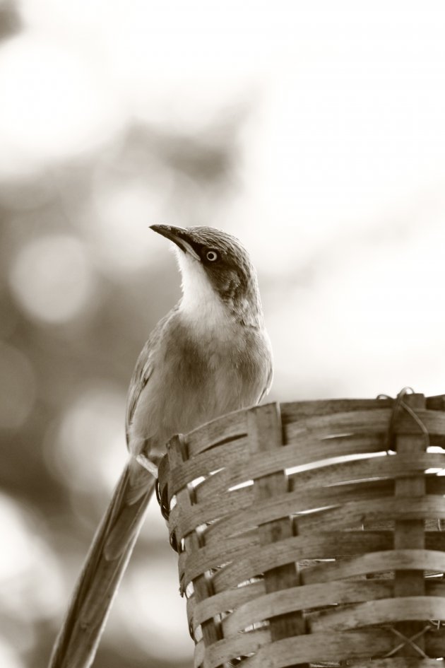 een lokale vogel (white-throated babbler) houdt de omgeving in de gaten