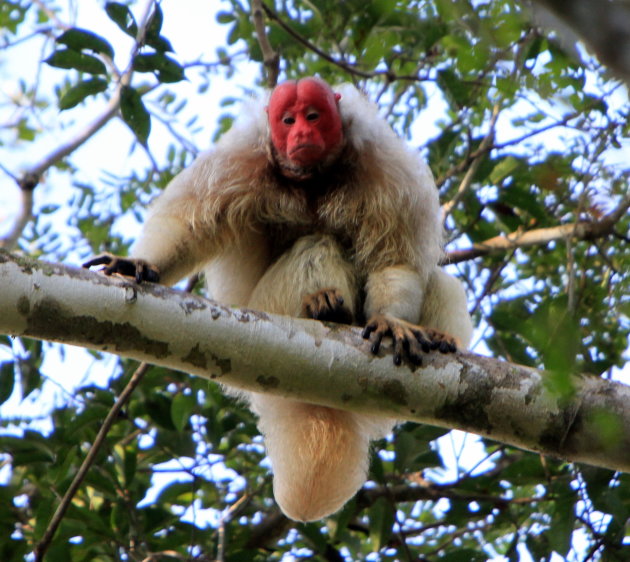 eindelijk de zeer schuwe White Uakari Monkey goed voor de lens