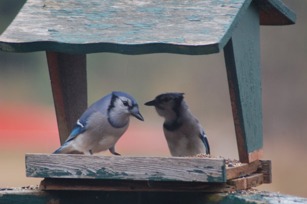 Blue Jays