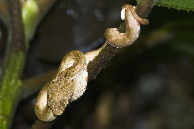 Eyelash pit viper