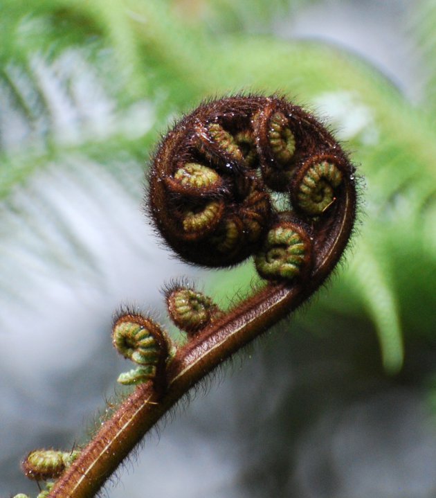 Koru, symbool voor Nieuw Zeeland