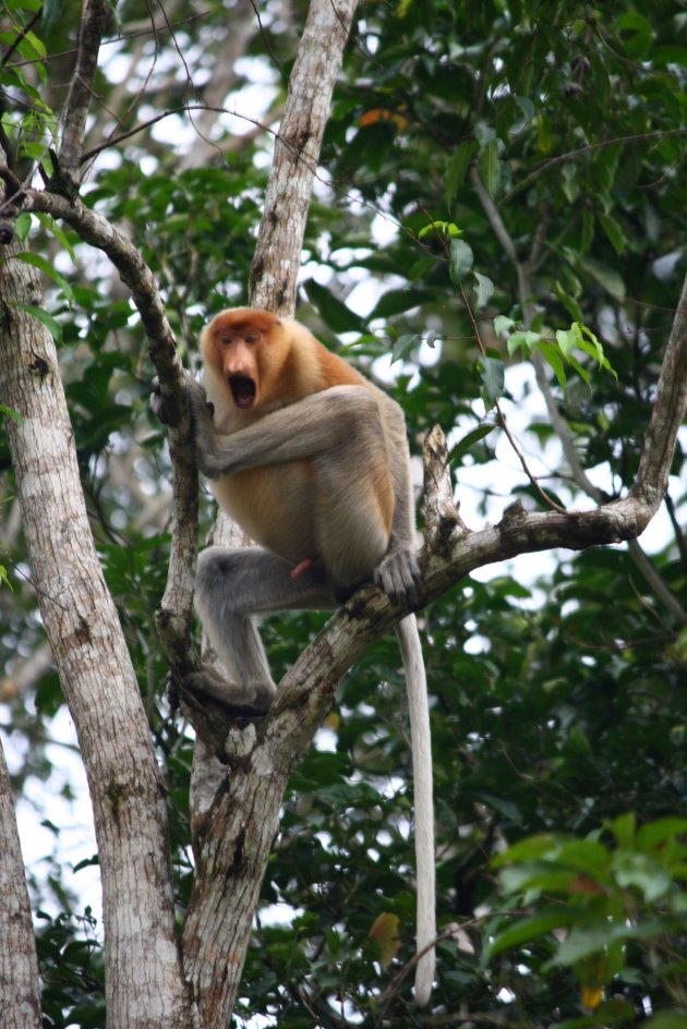 Neusaap bij de Kinabatangan