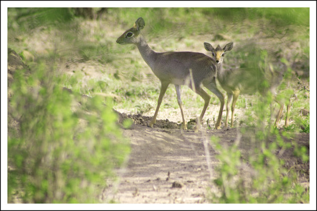 Beestjes in de bush