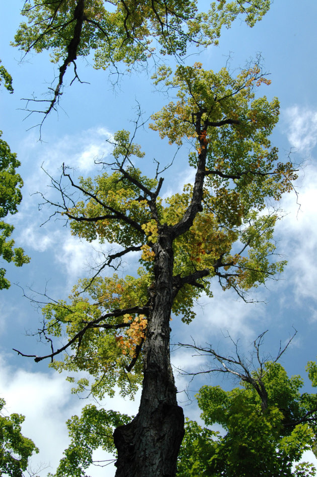 Gigantische bomen!