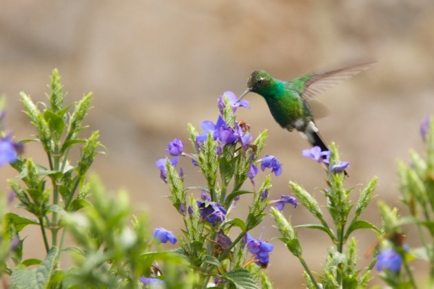 Kolibri in actie