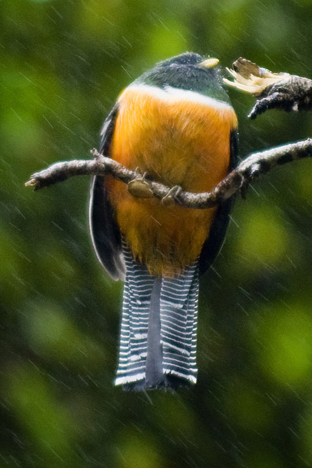 Regen en wind