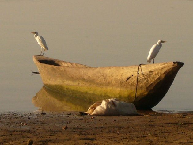 koereigers op boot