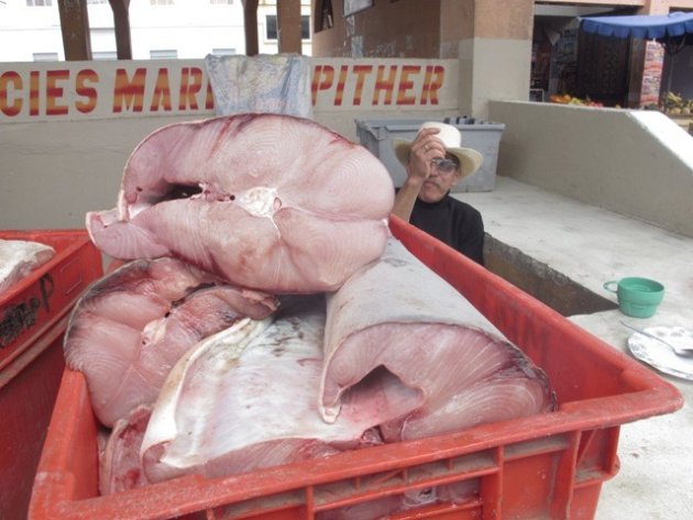 Visstalletje Markt Pujuilí Andesgebergte Ecuador