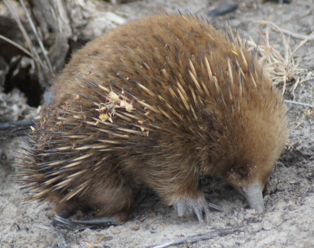 Echidna op Tasmanie