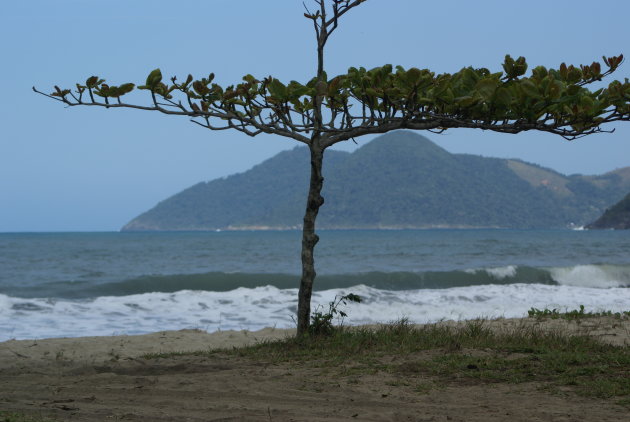 bonsai-boompje langs strand