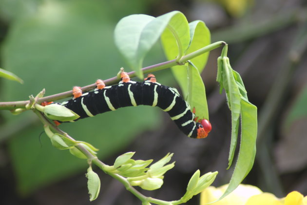 kleurrijke rups in Martinique 