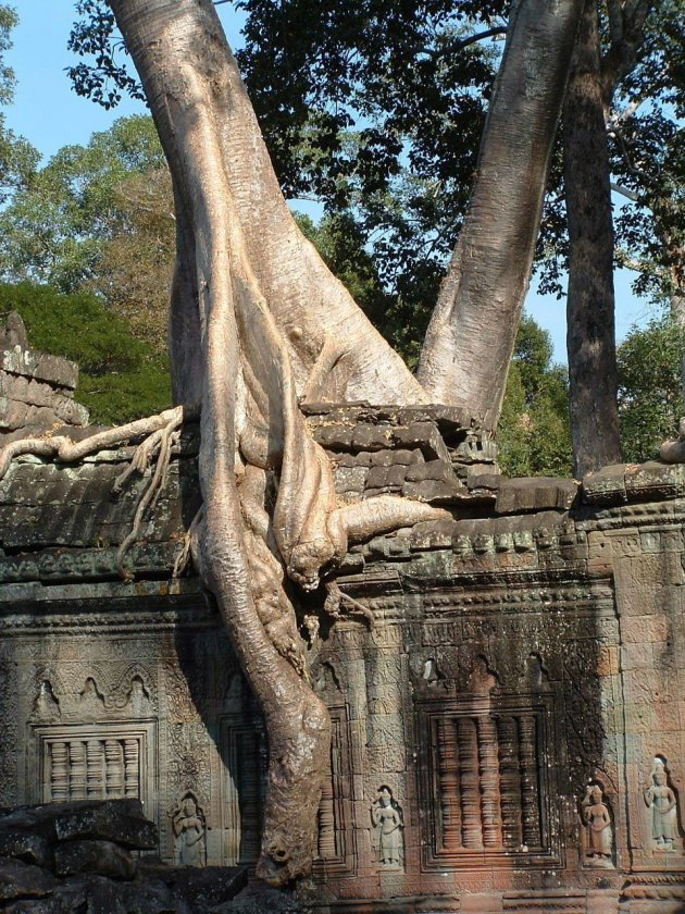 Woudreus in Angkor