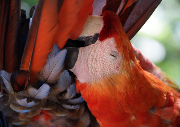 Zon en vuurvogels