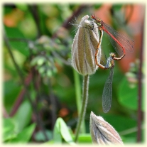 '349174' door Hansdewildt