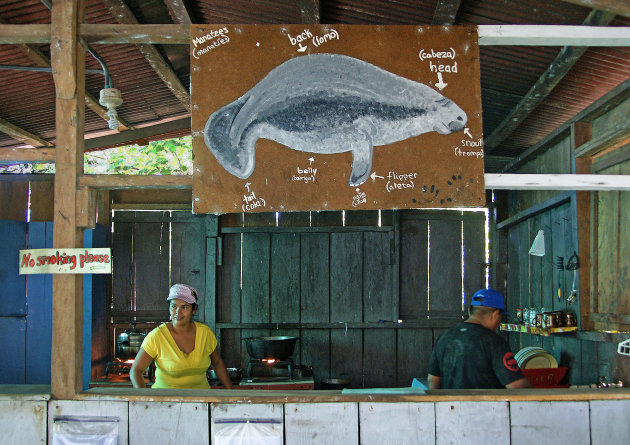 Manatees bekijken