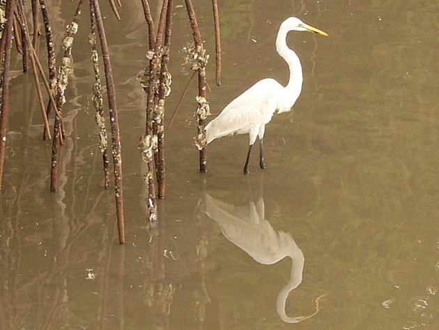 koereiger bij mangrove