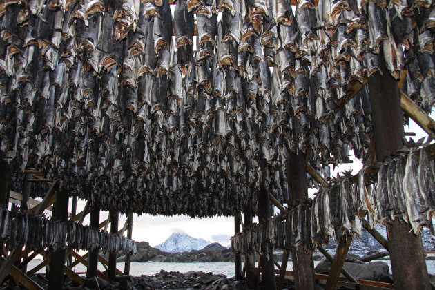 Visrek op Svinoya, Lofoten