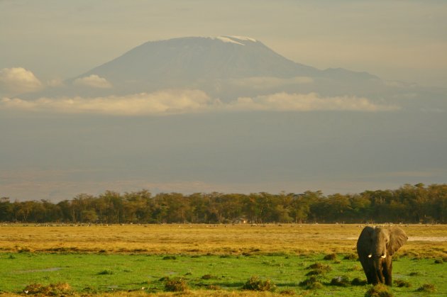 Kili & tembo