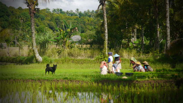 Tetebatu Lombok, onze viervoeter gids naar onbekende watervallen