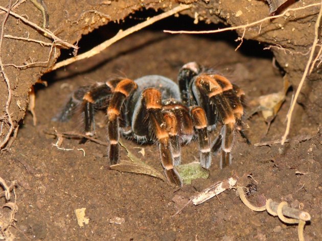 Tarrantula