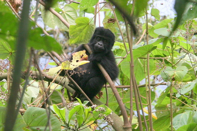 baby Gorilla