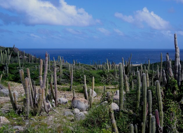 Cactussen Aruba