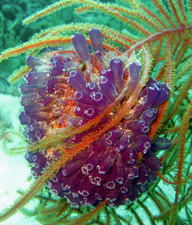 Blue bell Tunicate