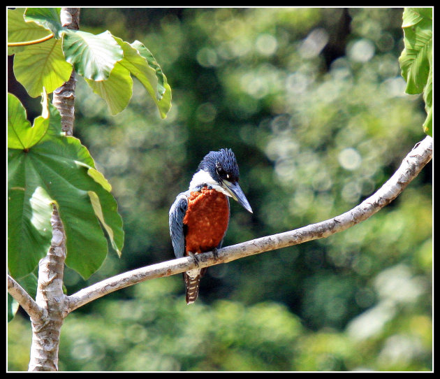 ijsvogel