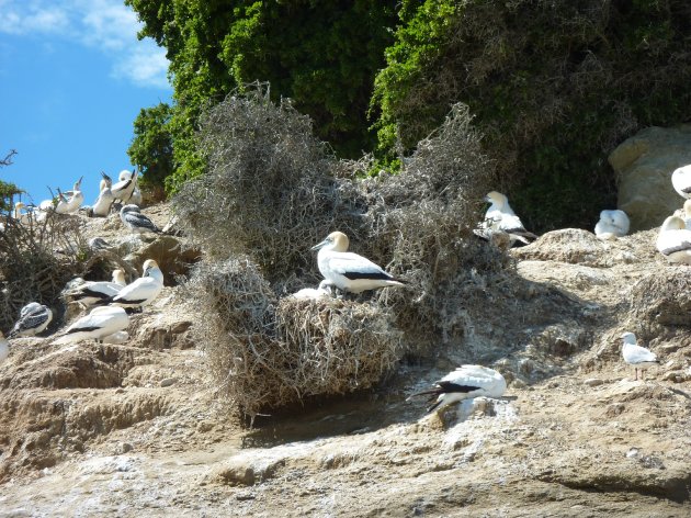 Gannet nestje