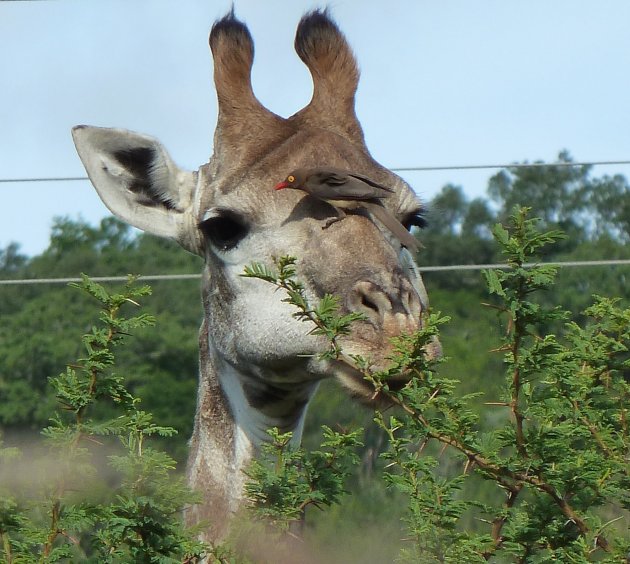 Oxpicker op Giraf