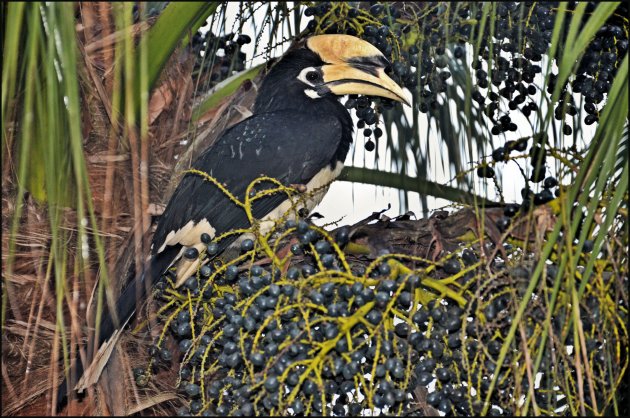 Bonte neushoornvogel