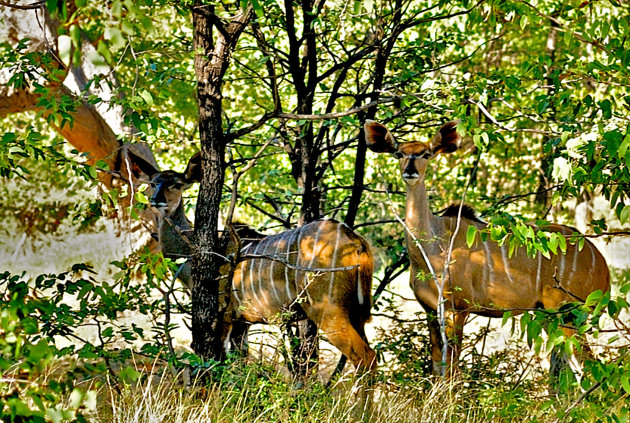 jonge kudu's in camouflage