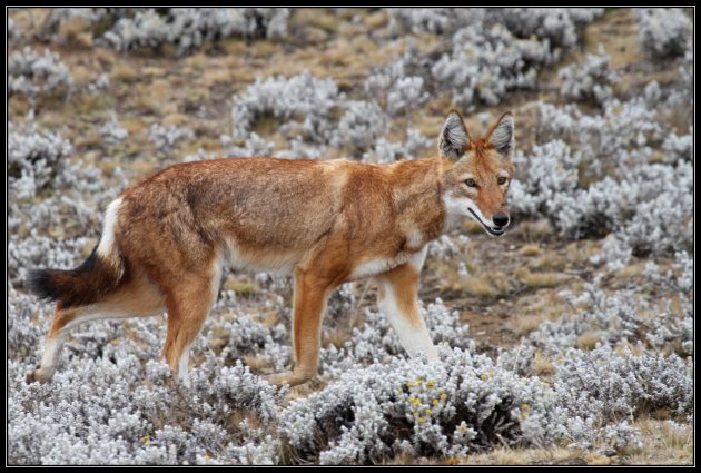 Ethiopische wolf