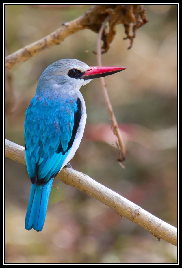 ijsvogel / kingfisher