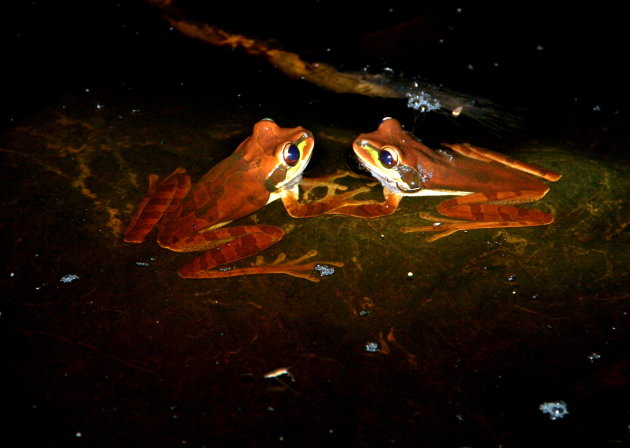 Green mask frogs in Drake Bay