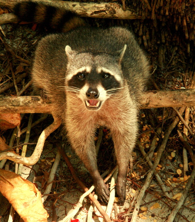 Wasbeertje bij Manuel Antonio