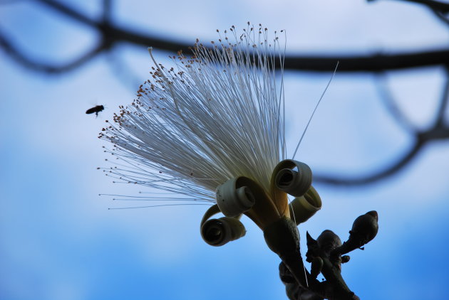 vreemde bloem waarom zien we die hier niet?