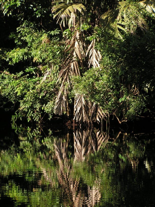 Tortuguero