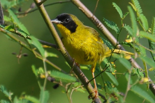 Olive-crowned Yellowthroat