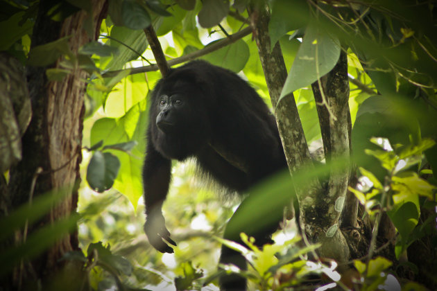 Howler Monkey