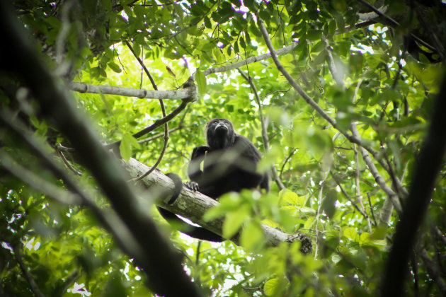 Howler Monkey