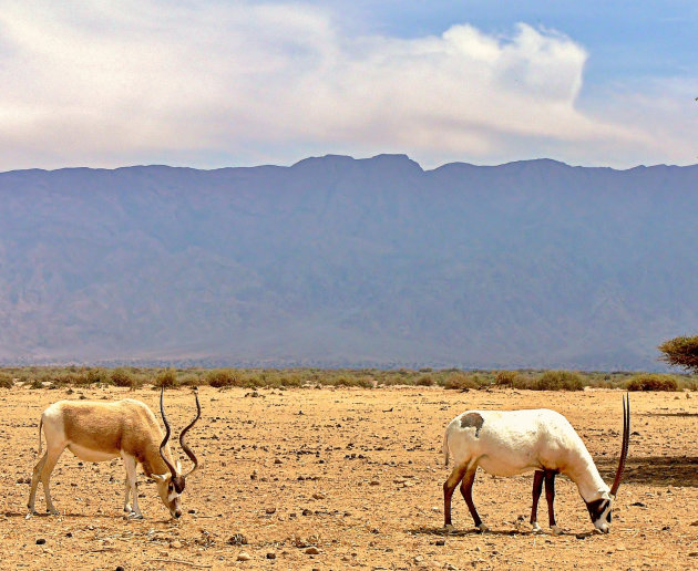 Voor Nynke, Oryx vs Addax