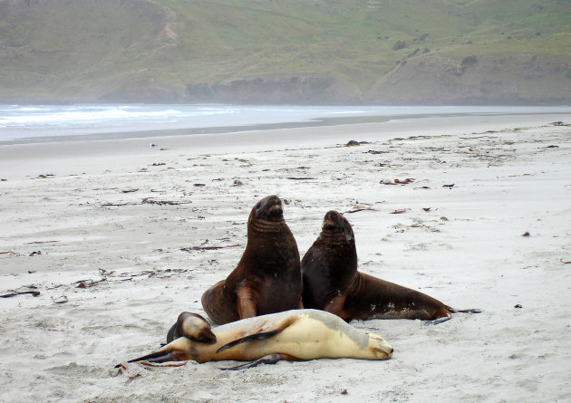 Zeeleuwenshow op verlaten strand