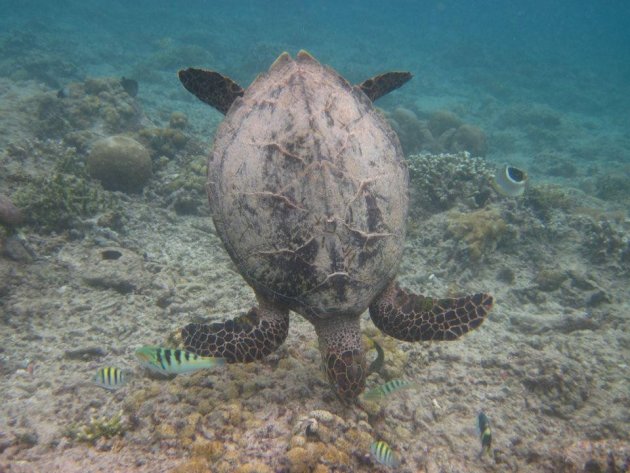 Zeeschilpadje op Gili Air