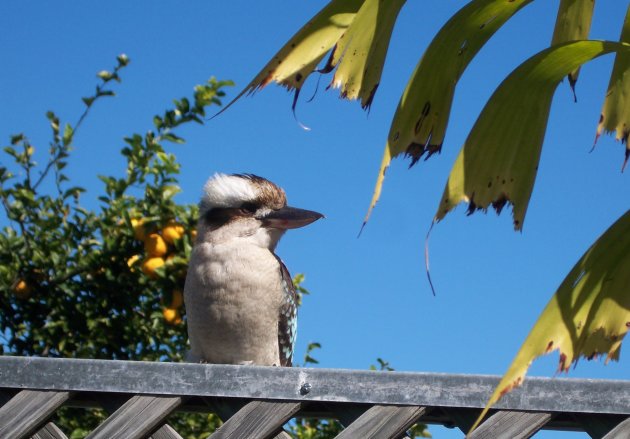 Kookaburra