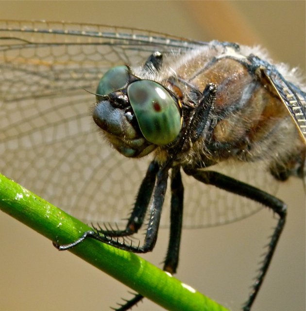 Libelle bij meertje