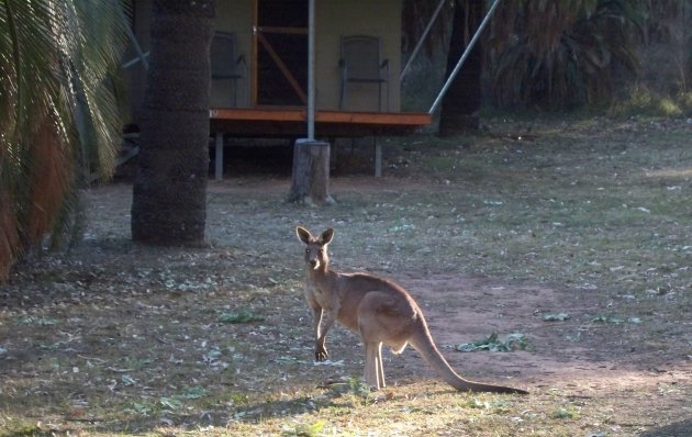 Een kangoeroe op het resort