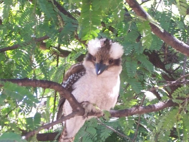 Een lachende kookaburra